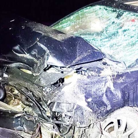 Drug dealer ejected after crashing into palm tree fleeing police - photo licensed by shore news network.