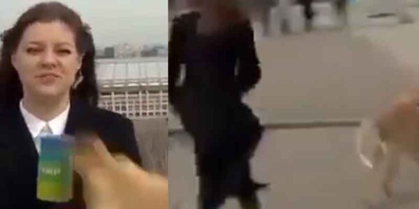 Dog grabs reporter's microphone during live broadcast segment