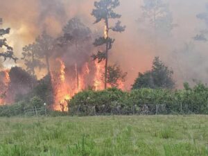 Hillsborough fire rescue contained wild brush fire before spreading