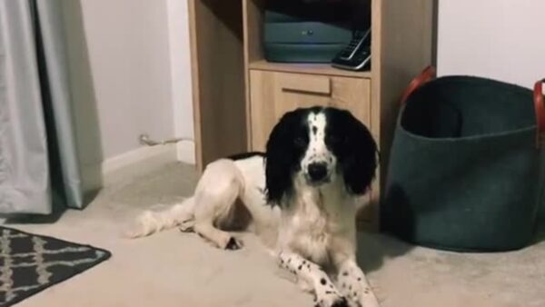 Dog cutely confused after owner moved bed on him.