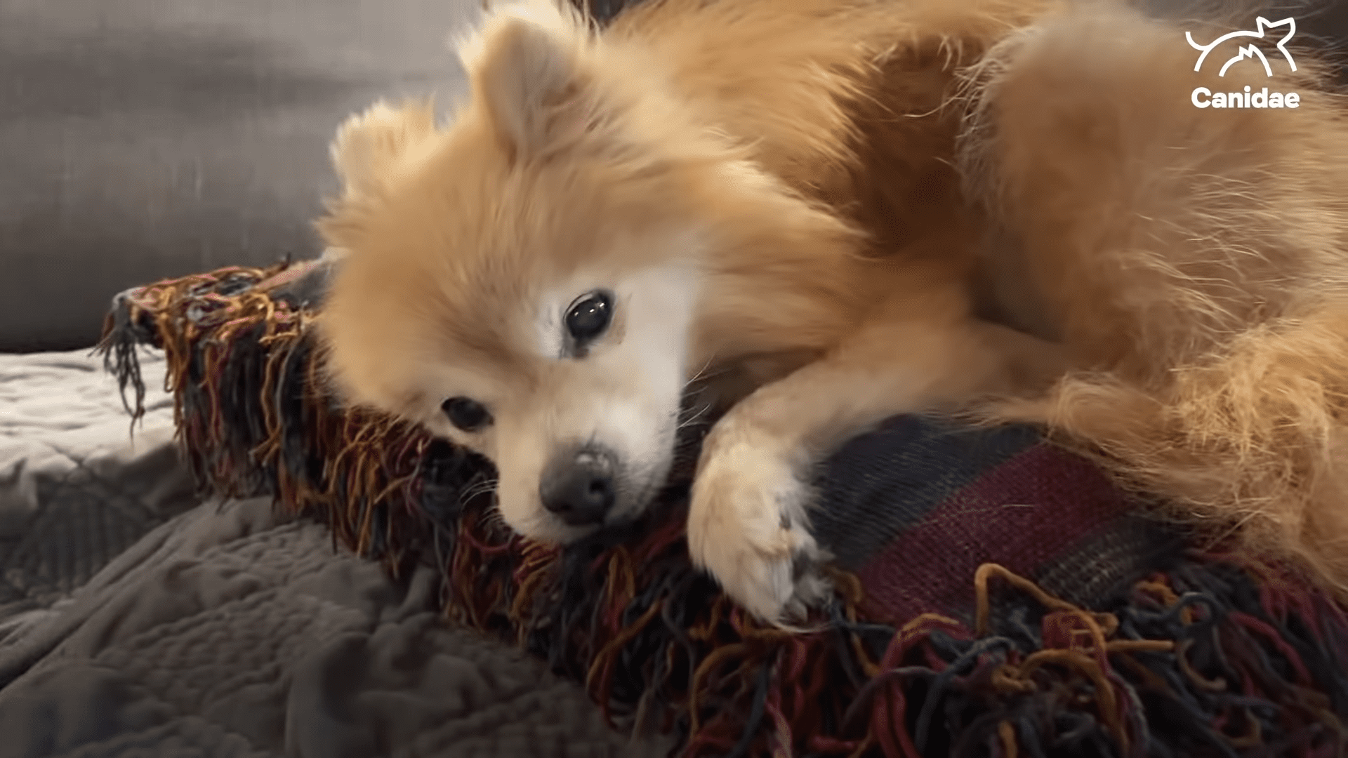 16 year old Pomeranian rescued from shelter gets the best dad