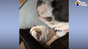 Malnourished mama dog found at a creek giving birth is foster failed