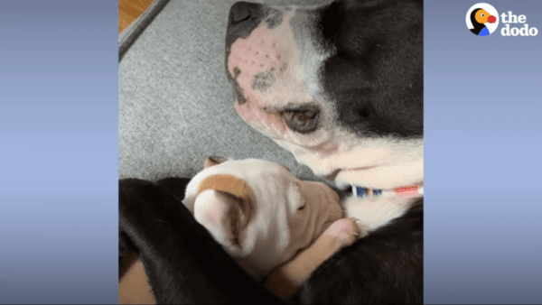 Malnourished mama dog found at a creek giving birth is foster failed