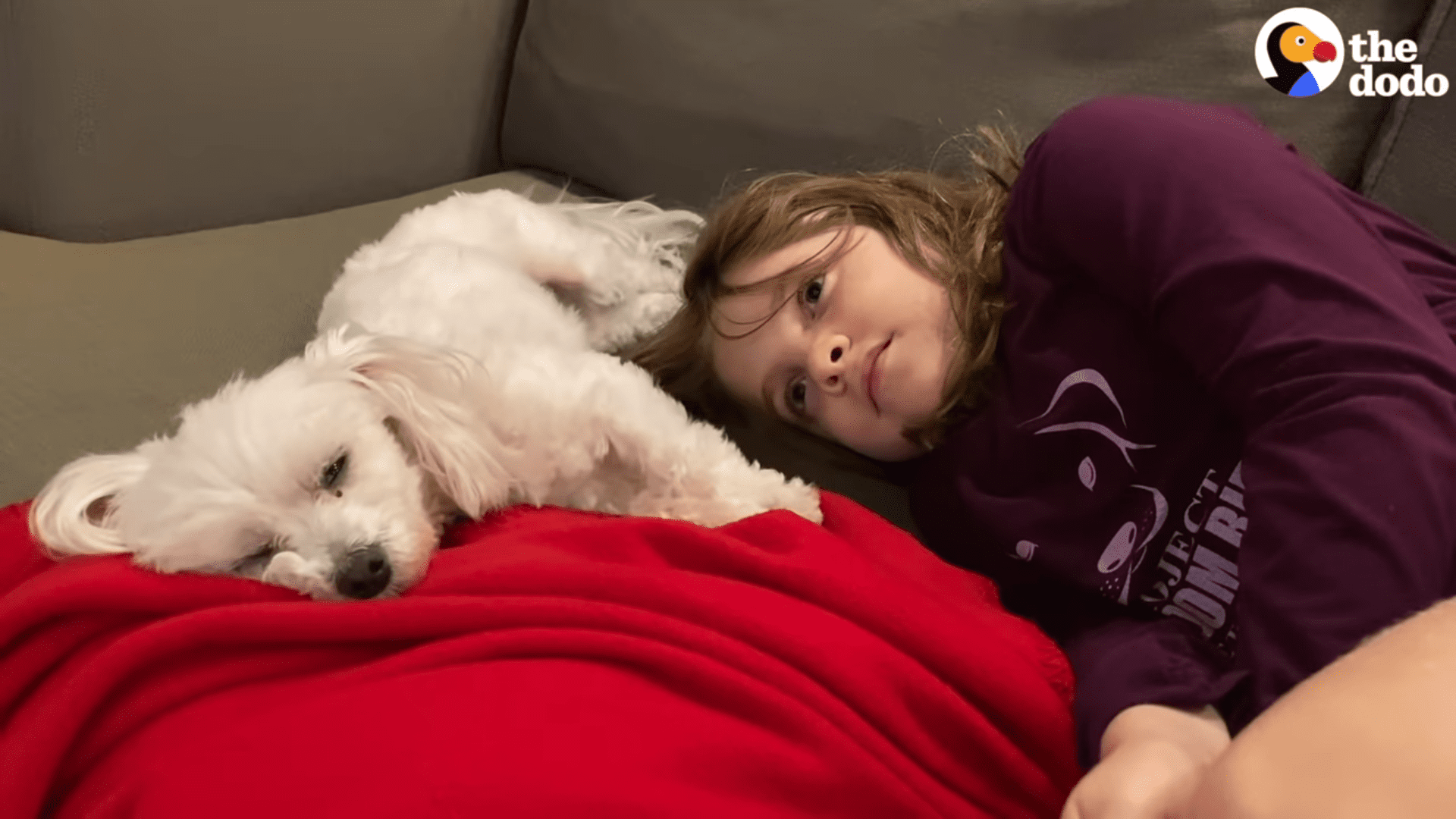 Little girl allergic to dogs gets the best rescue Maltese surprise