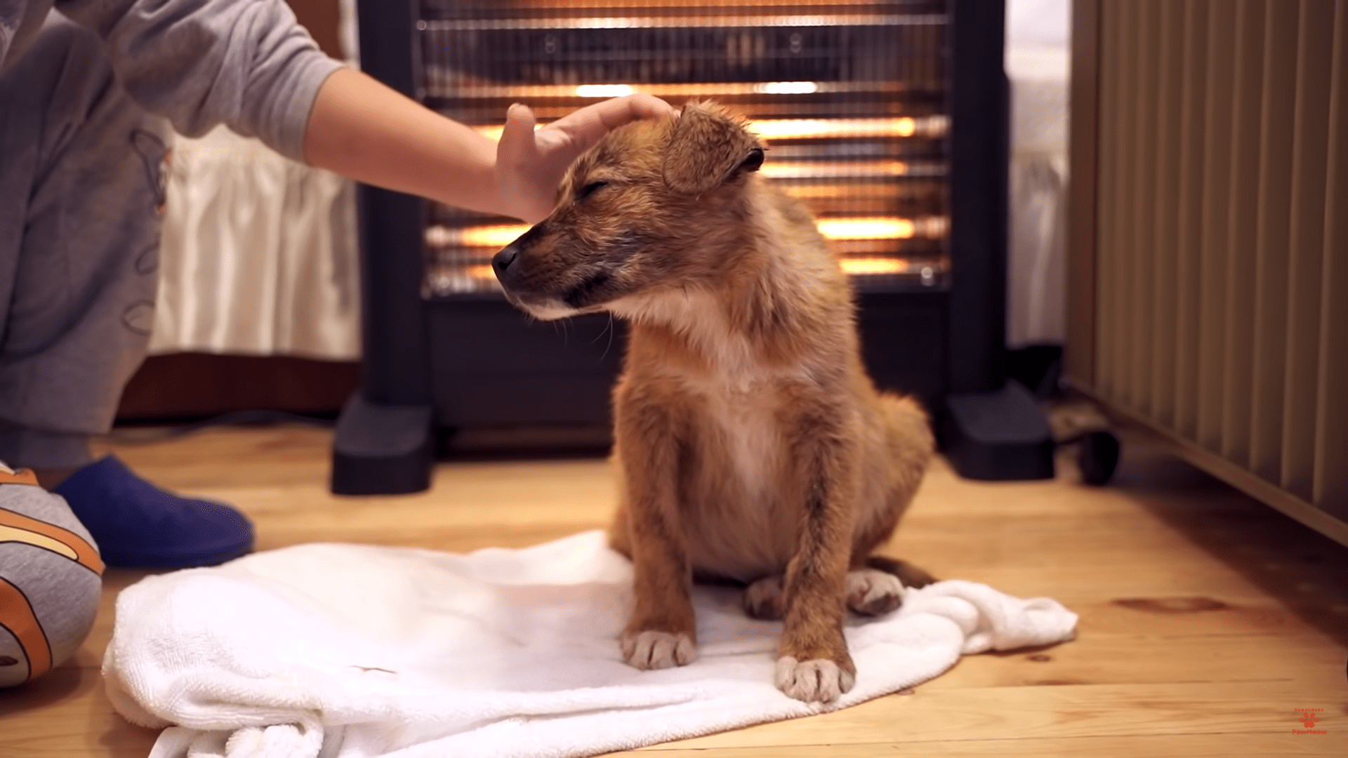 Abandoned puppy followed her home, and here's what happened next