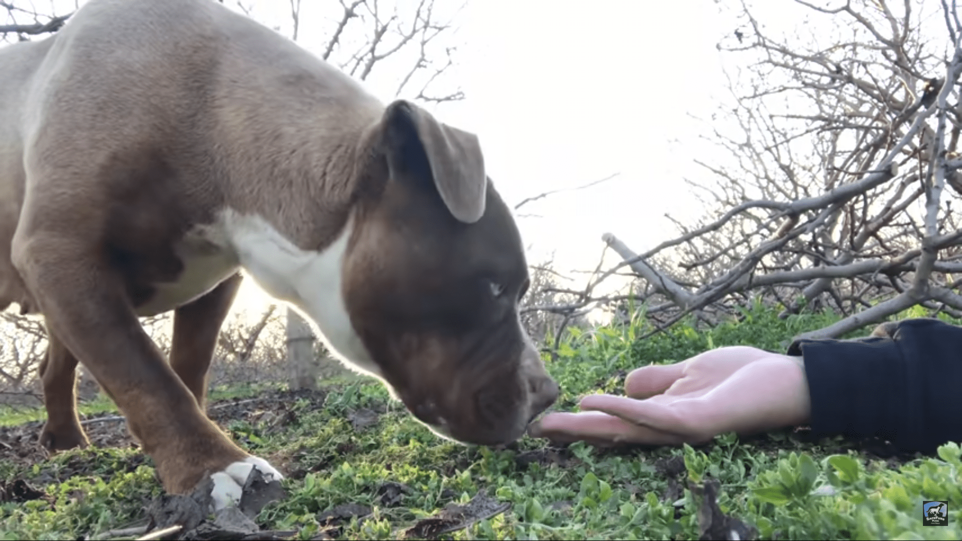 Dog dumped at gas station learns to love again