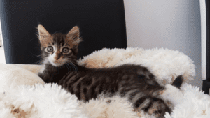 Man saves 6 week old kitten hiding under car