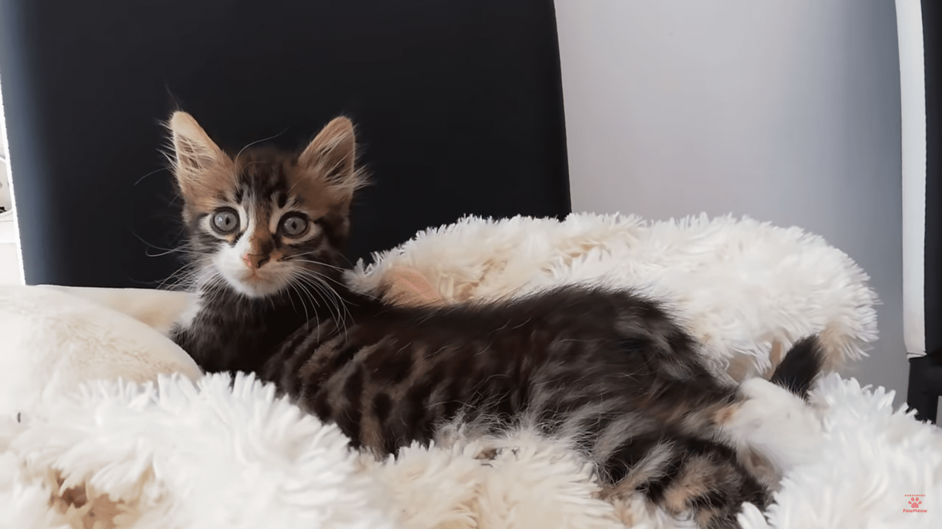 Man Saves 6 Week Old Kitten Hiding Under Car