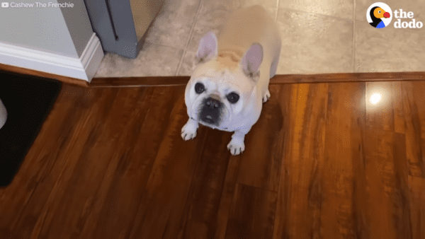 French bulldog can't wait for dinner - photo licensed by shore news network.