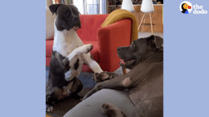 Couple decided to foster dog scheduled to be euthanized but the most amazing thing happened