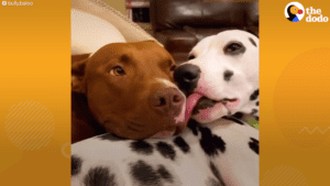 Dogs who met at dog park get their parents to fall in love