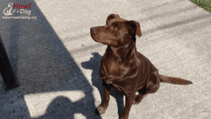 Dumped dog waits every day for someone to save him