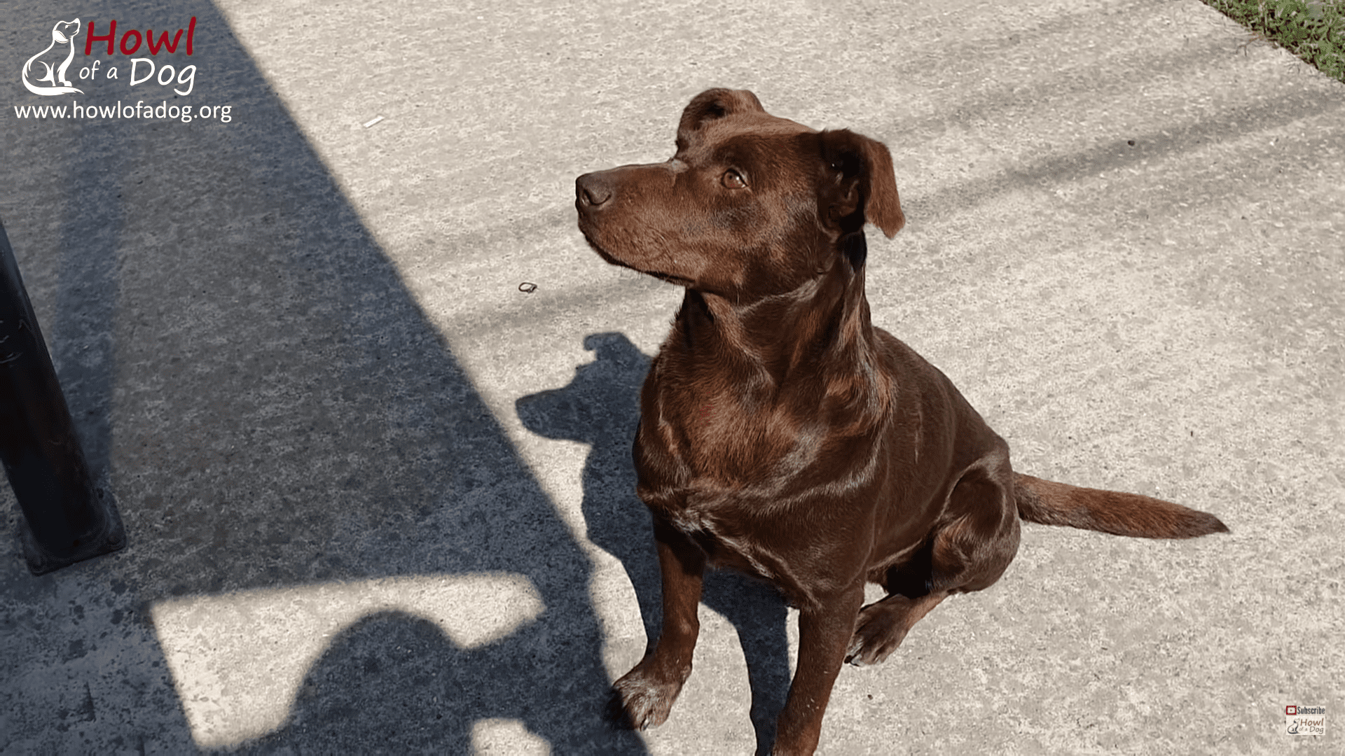 Dumped Dog Waits Every Day For Someone to Save Him