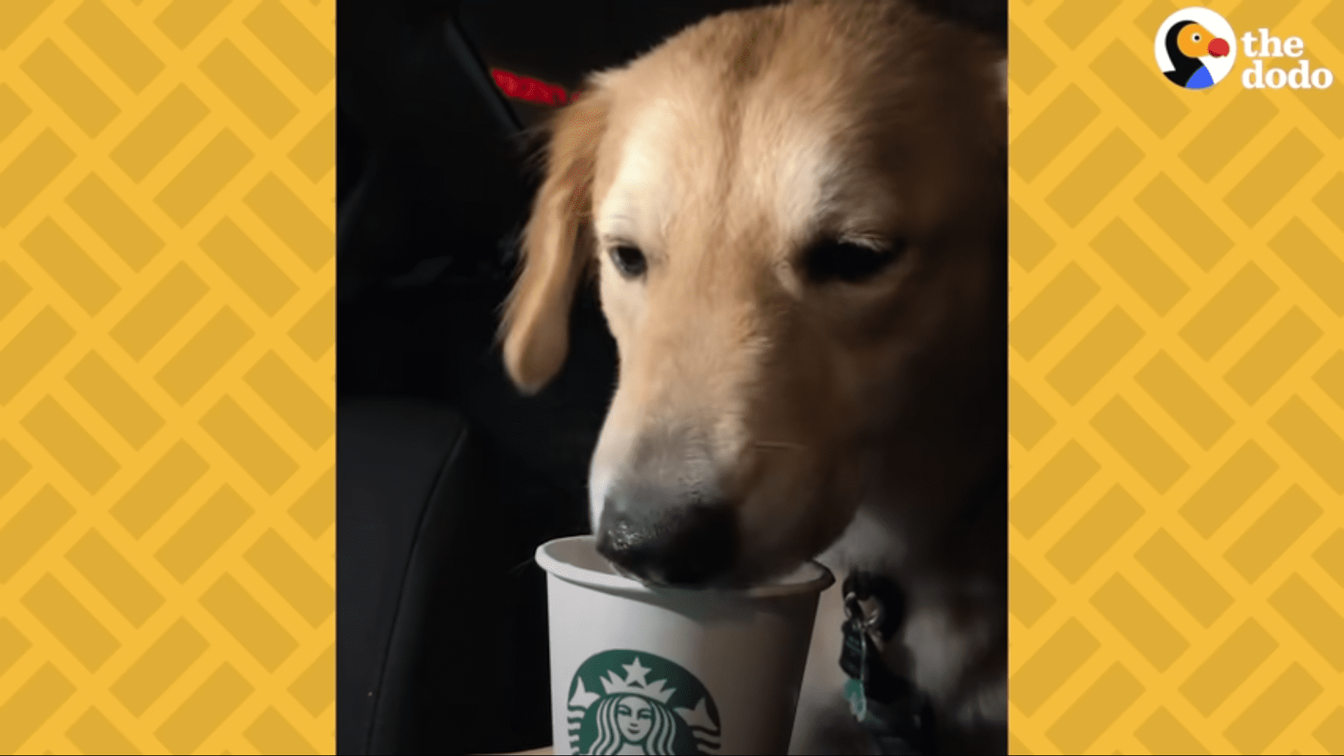 Golden Retriever Puppy found abandoned under truck has miracle recovery