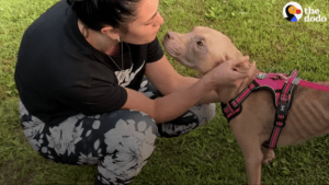Woman rescues puppy tied to pole and they become best friends