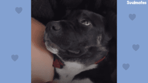 Beautiful dog runs in front of woman's car and totally falls in love