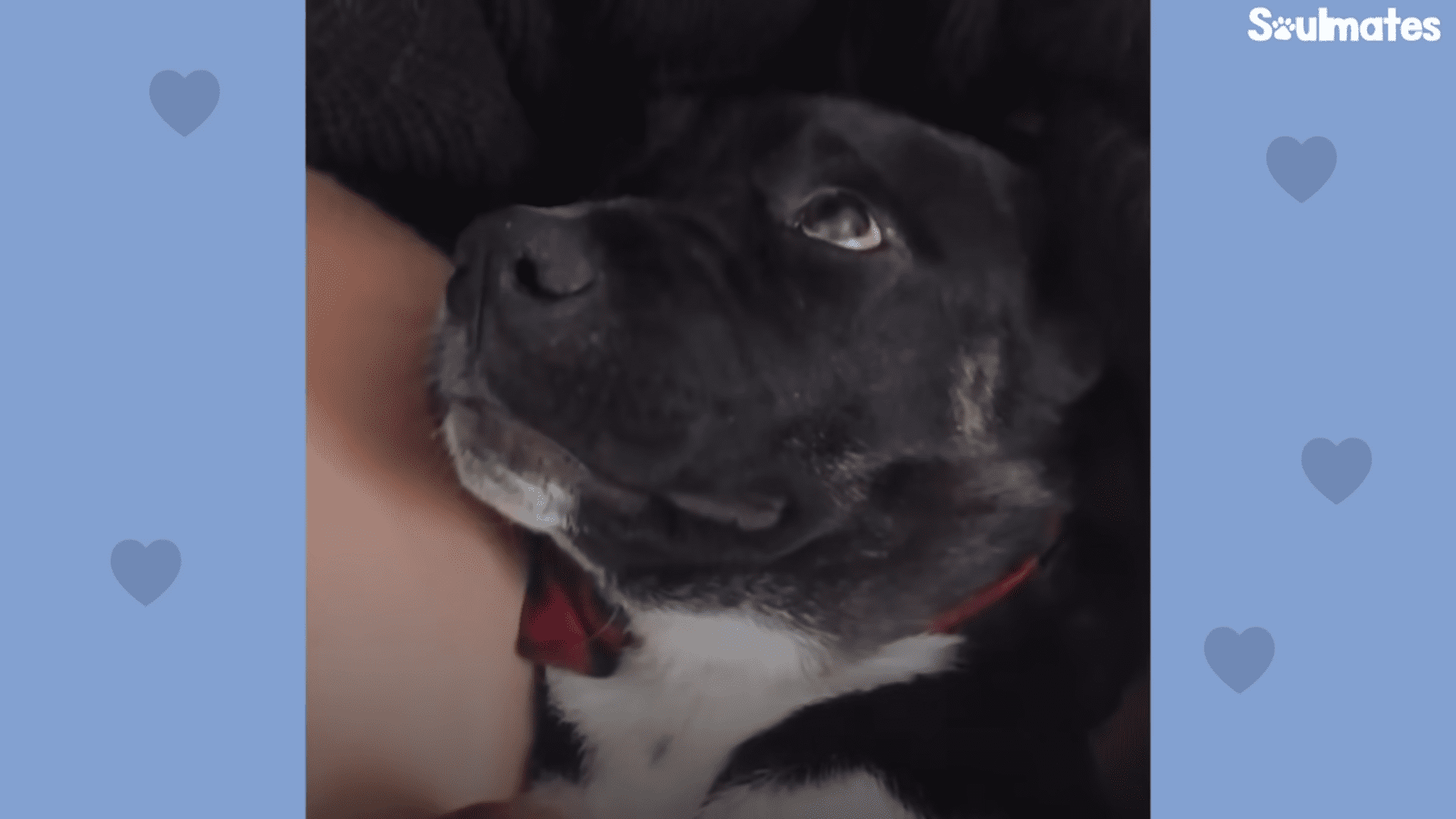Beautiful Dog Runs in Front of Woman's Car and totally falls in love