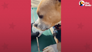 Sweet dog addicted to shake shack