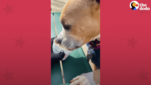 Sweet dog addicted to shake shack - photo licensed by shore news network.