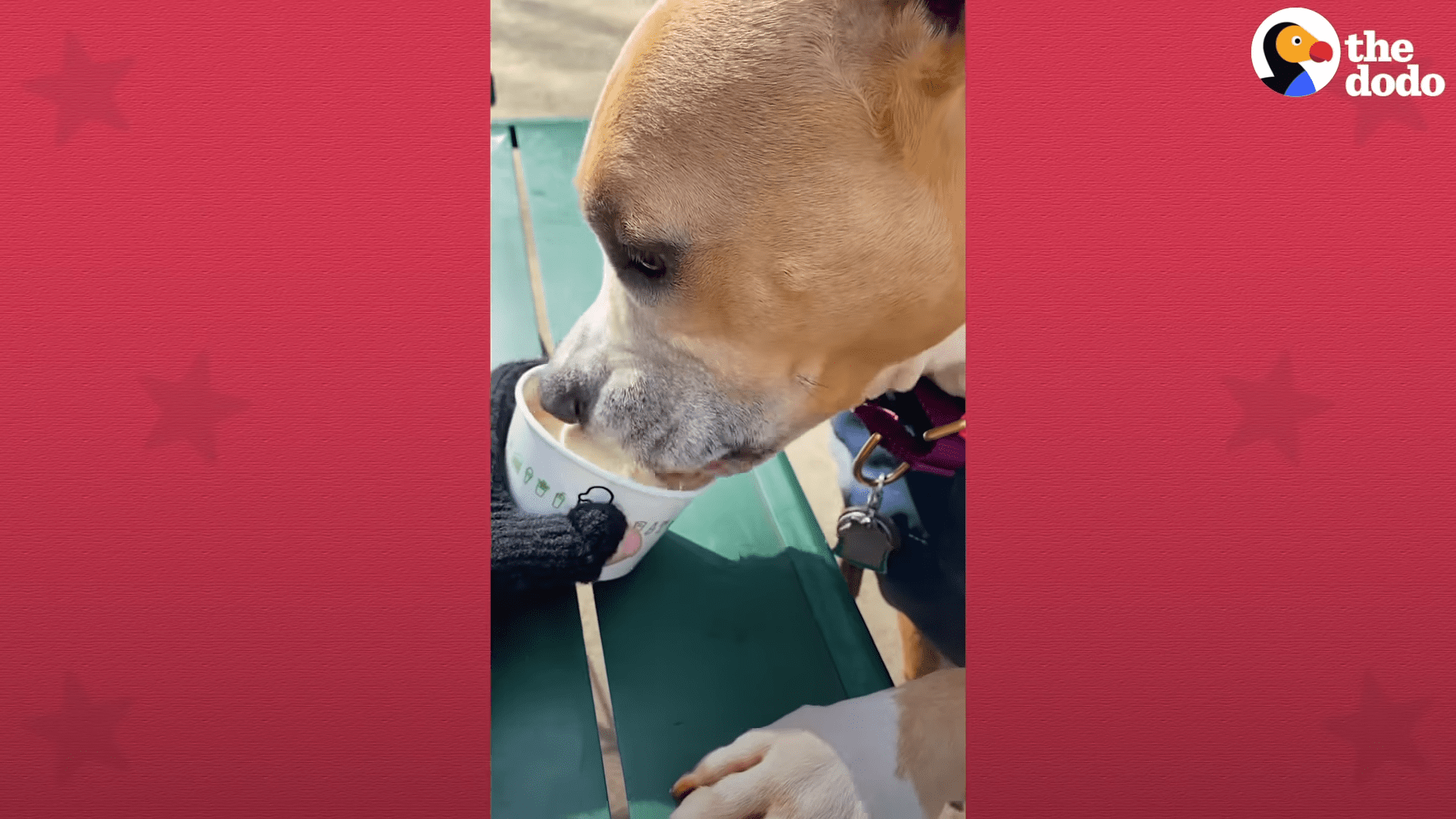 Sweet Dog addicted to Shake Shack
