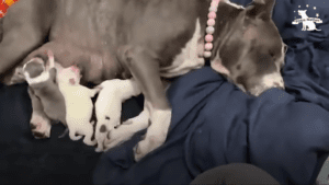 Rescued senior dog has miracle babies