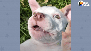Rescued puppy from terrible owner wanting him to be mean finds wonderful home