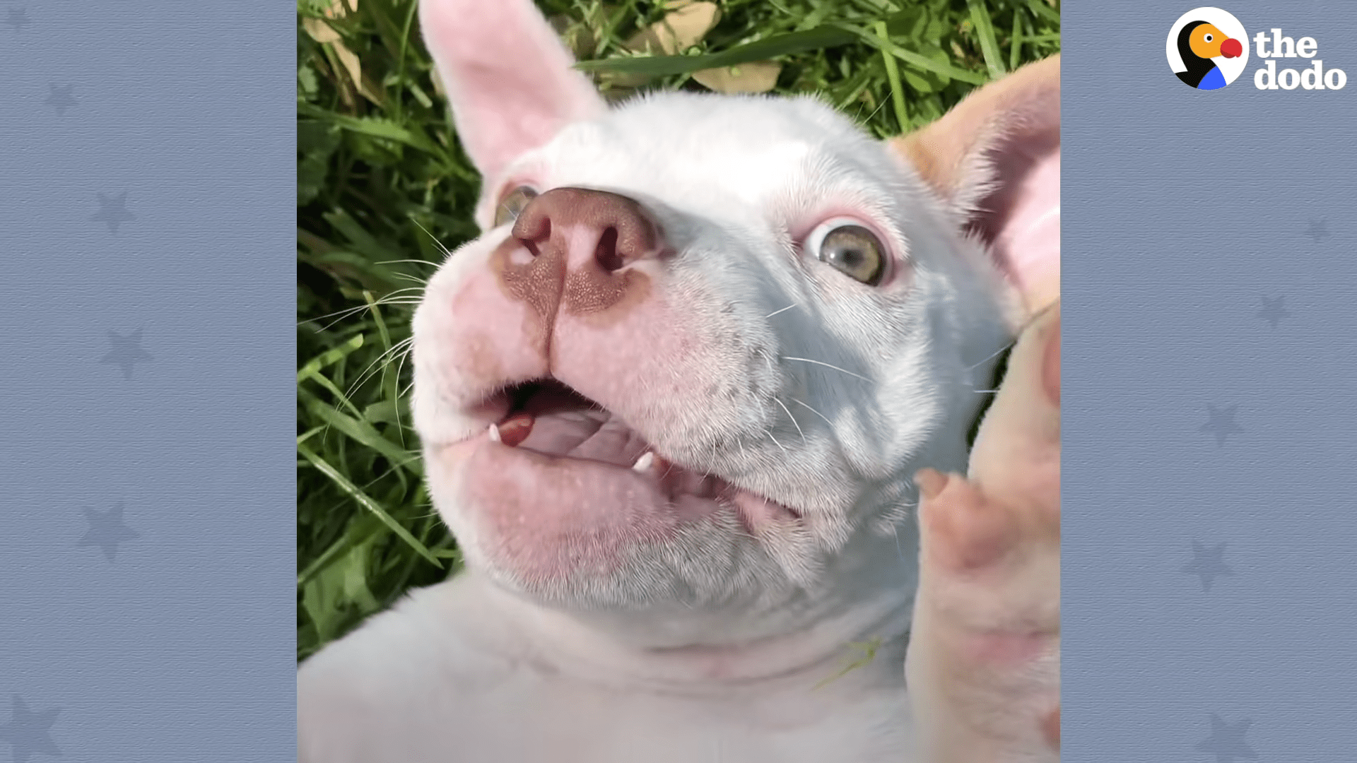 Rescued puppy from terrible owner wanting him to be mean finds wonderful home