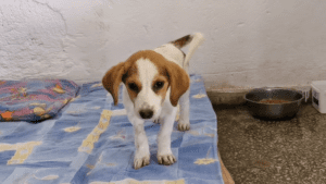 Abandoned beagle puppy saved in the nick of time