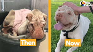 Sick shar pei rescued from shelter finally gets love