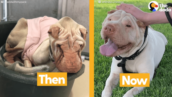 Sick shar pei rescued from shelter finally gets love - photo licensed by shore news network.