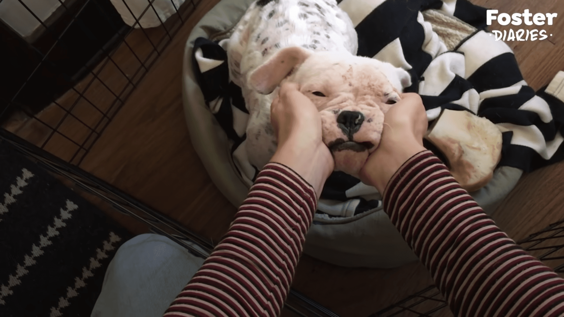 Sickly puppy found in a dumpster gets a second chance at happiness