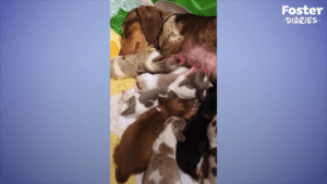 Pregnant Dachshund rescued from Puppy Mill