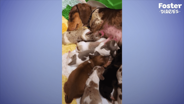 Pregnant dachshund rescued from puppy mill - photo licensed by shore news network.