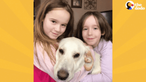 Death row Lab gets last minute surprise adoption