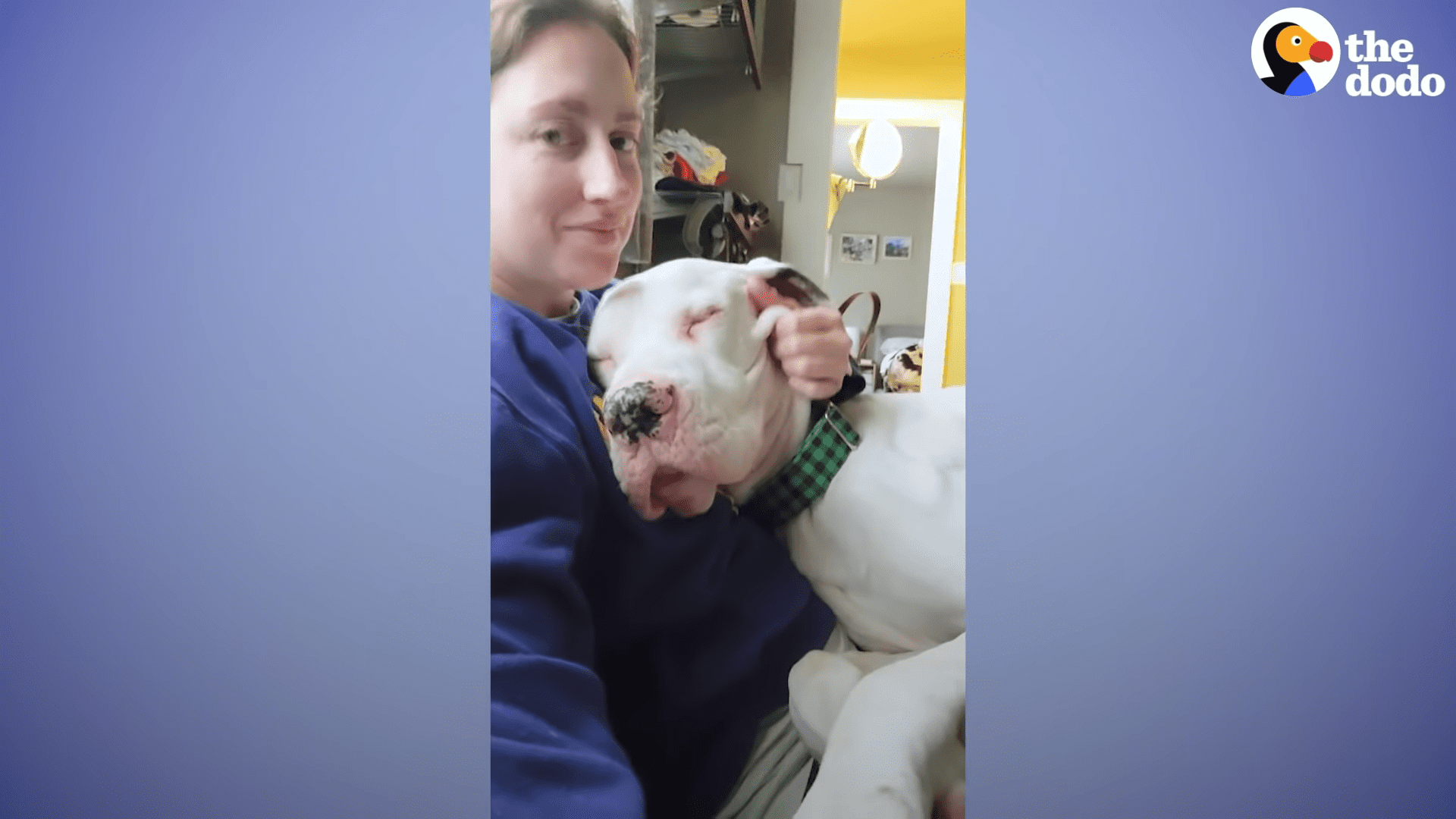 Rescued Great Dane becomes the best escape artist