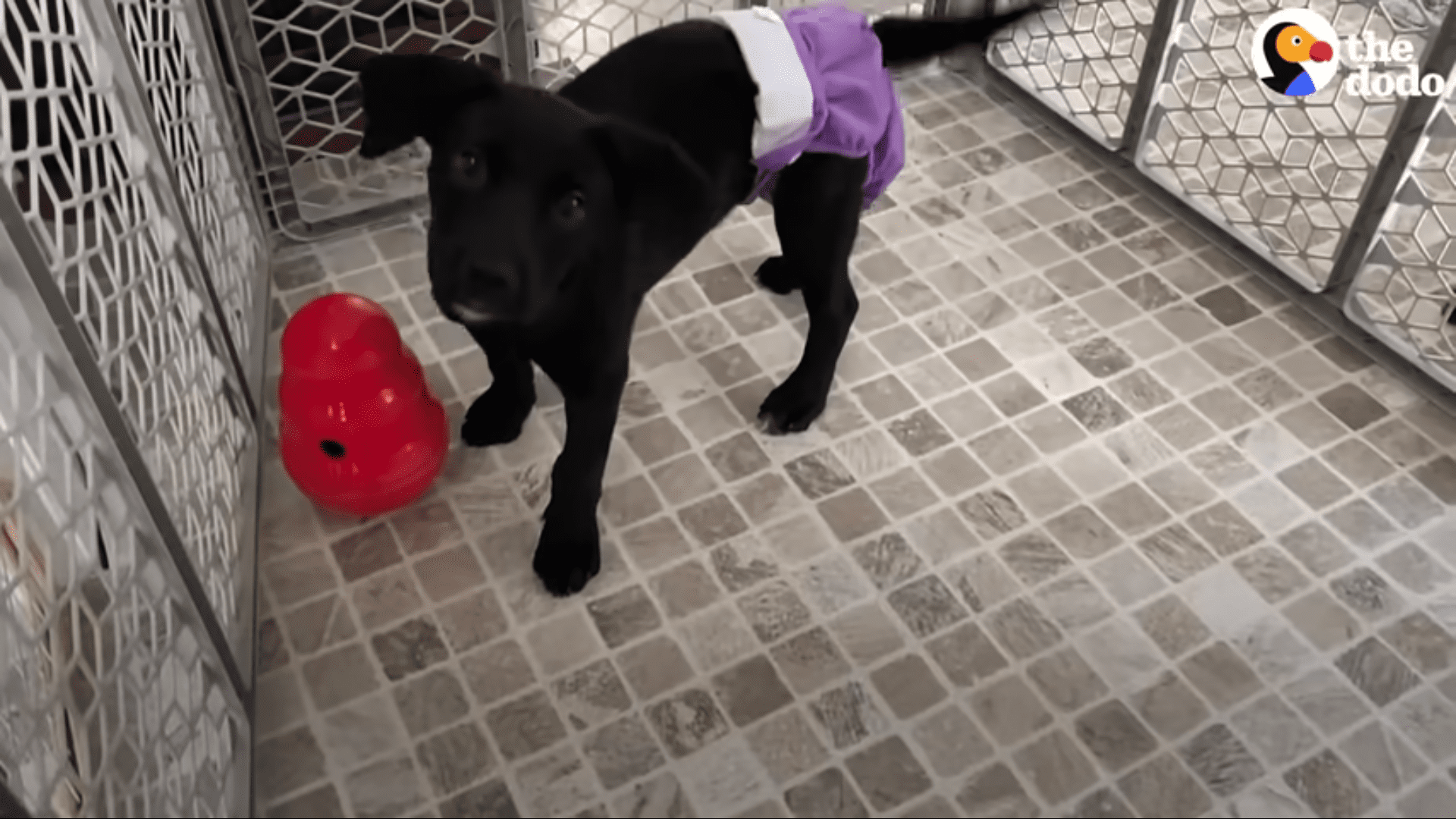 Dumped Black Lab puppy gets the best foster family
