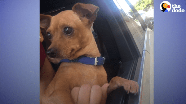 Abandoned chihuahua found on the street learns to love again