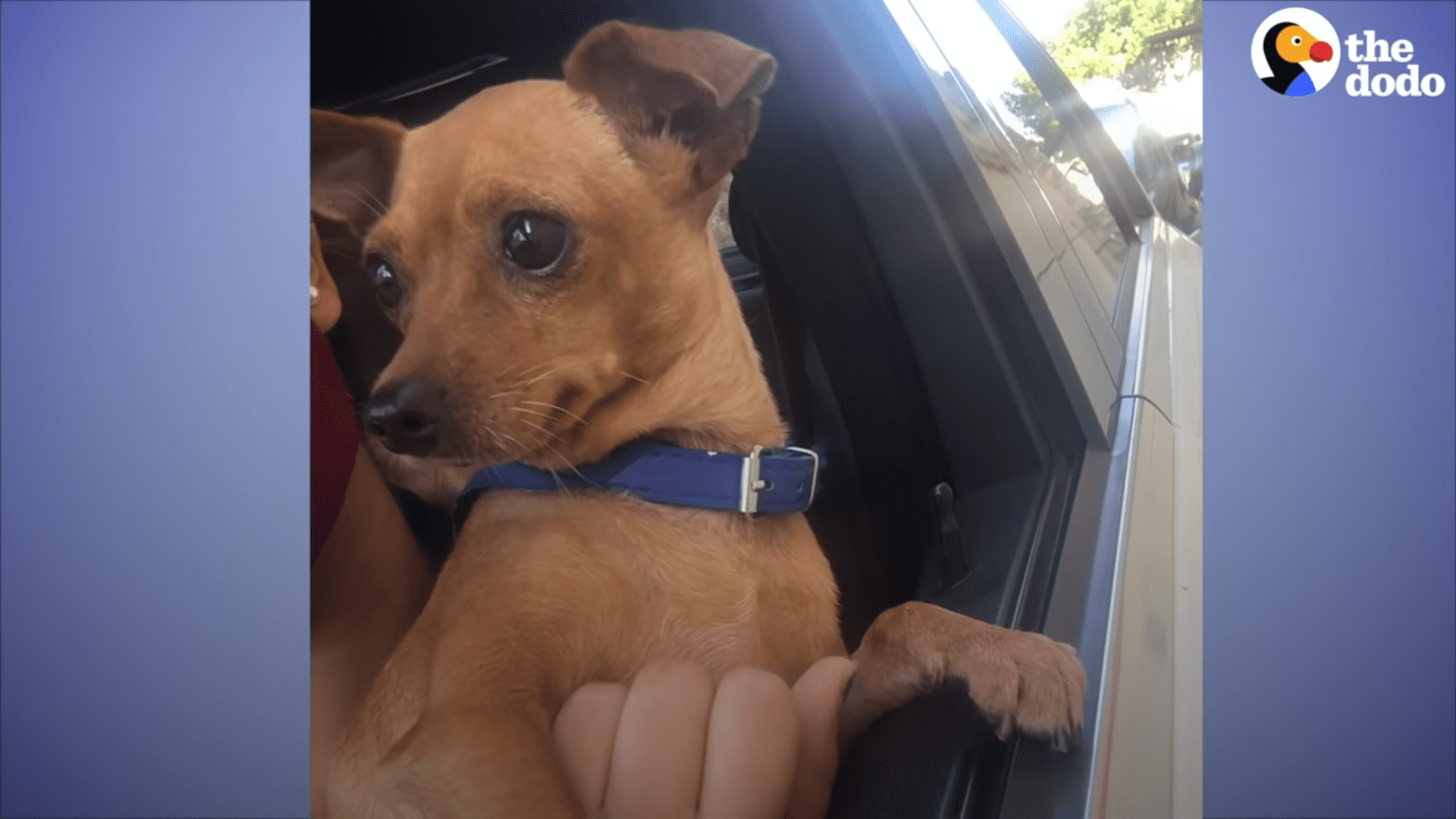 Abandoned Chihuahua found on the street learns to love again