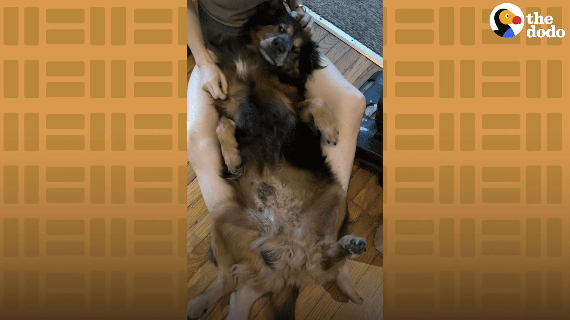 16 year old dog caged his entire life finally get the happiness he deserves