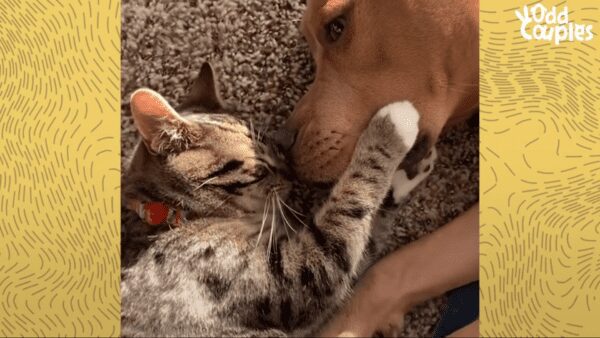 Sweet dog and kitten become best friends