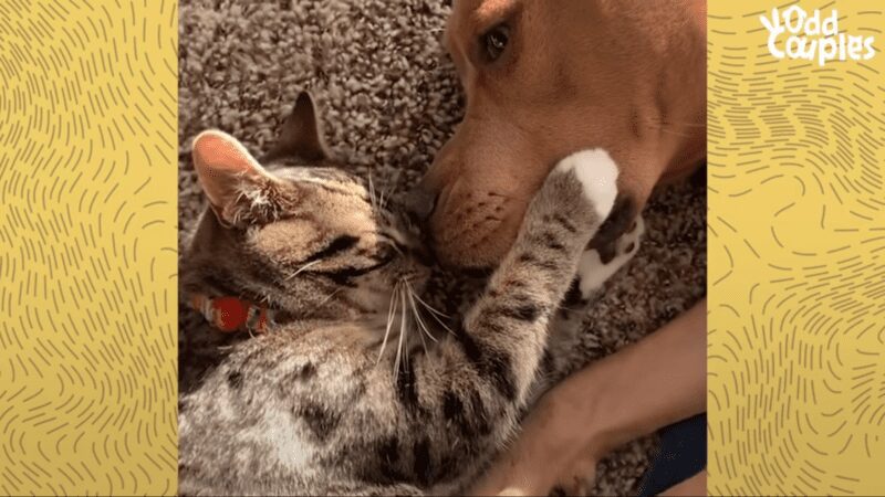 Sweet dog and kitten become best friends