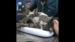 Kitten shot by pellet gun makes full recovery