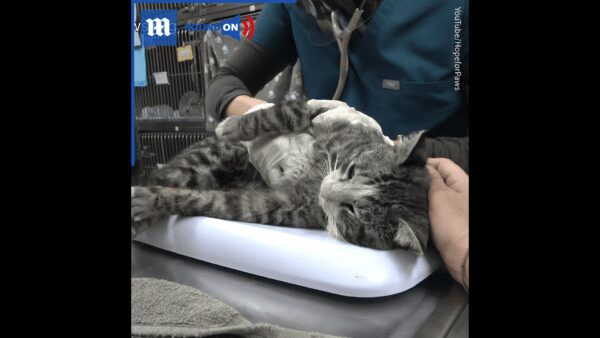 Kitten shot by pellet gun makes full recovery