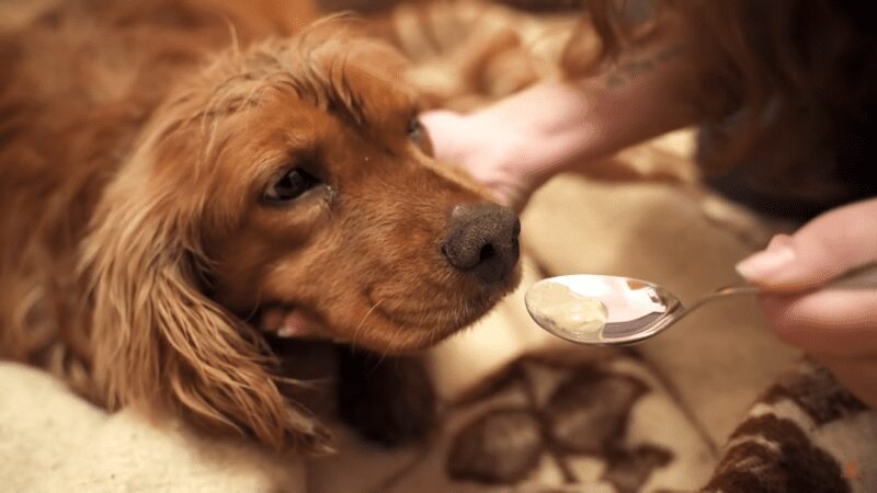 Freezing cocker spaniel saved from freezing in the snow