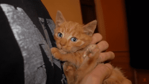 Abandoned baby kitten found at the garbage gets rescued