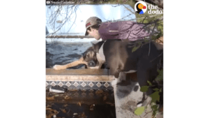 Dogs abandoned at waterpark beg teens to save their friend