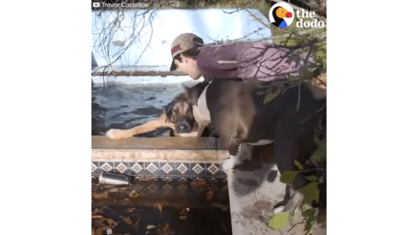 Dogs abandoned at waterpark beg teens to save their friend - photo licensed by shore news network.