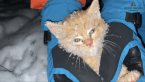 A miracle happens after someone hears a kitten trapped and freezing in the snow