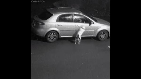 Puppy dumped on christmas eve frantically tried to get back in deadbeat owner's car - photo licensed by shore news network.