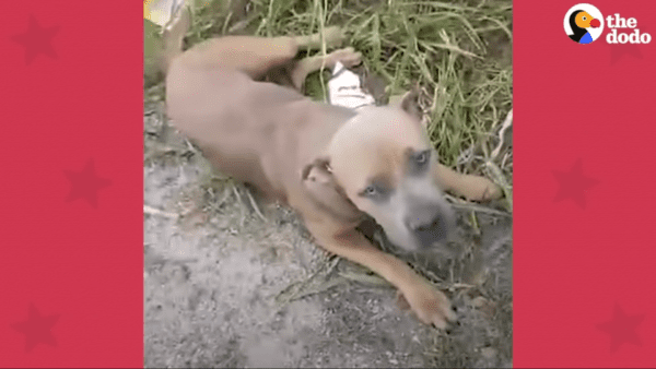 Injured pup holds rescuers hands and gets a new leash on life - photo licensed by shore news network.